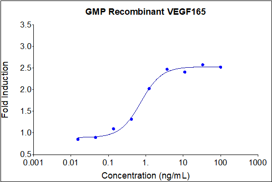 GMP Recombinant human VEGF165 (HZ-1038-GMP) induces dose-dependent proliferation of the HUVEC (human umbilical vein endothelial) cell line. Cell number was quantitatively assessed by PrestoBlue® cell viability reagent. HUVEC cells were treated with increasing concentrations of GMP recombinant VEGF165 for 96 hours. The EC50 was determined using a 4-parameter non-linear regression model. Activity determination was conducted in triplicate on a validated bioassay. The EC50 range is 0.3-3.75 ng/mL.