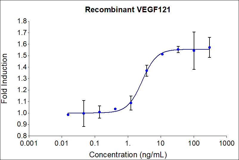 Recombinant human VEGF121 (HZ-1204) induces dose-dependent proliferation of the HUVEC (human umbilical vein endothelial) cell line. Cell number was quantitatively assessed by PrestoBlue® cell viability reagent. HUVEC cells were treated with increasing concentrations of recombinant VEGF121 for 96 hours. The EC50 was determined using a 4-parameter non-linear regression model. Activity determination was conducted in triplicate on a validated bioassay. The EC50 range is less than 15 ng/mL.

