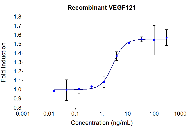 Recombinant human VEGF121 (HZ-1204) induces dose-dependent proliferation of the HUVEC (human umbilical vein endothelial) cell line. Cell number was quantitatively assessed by PrestoBlue® cell viability reagent. HUVEC cells were treated with increasing concentrations of recombinant VEGF121 for 96 hours. The EC50 was determined using a 4-parameter non-linear regression model. Activity determination was conducted in triplicate on a validated bioassay. The EC50 range is less than 15 ng/mL.

