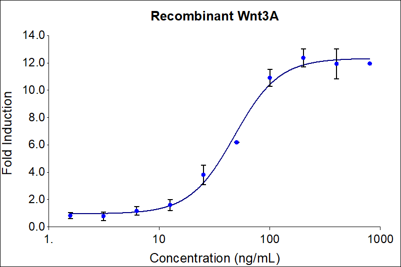 Recombinant human Wnt3A (HZ-1296) induces dose-dependent luciferase production in a HEK293 TCF/LEF reporter cell line. Luciferase production was assessed by One-Step™ luciferase assay Kit. HEK293 TCF/LEF reporter cells were treated with increasing concentrations of recombinant Wnt3A for 6 hours. The EC50 was determined using a 4-Parameter non-linear regression model. The EC50 range is 25-125 ng/mL.