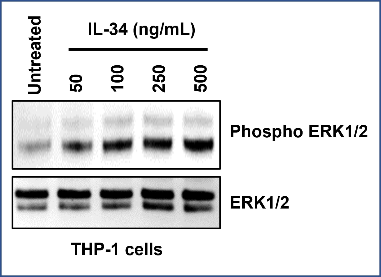 1 million THP-1 cells were seeded in a 24-well plate with serum free RPMI 1640 medium overnight. ​
Cells were treated with indicated amounts of IL-34 (HZ-1316)  for 5 min before lysis with RIPA buffer. ​
Phosphorylation ERK 1/2 (PTG #28733-1-AP) and total ERK 1/2 (PTG #11257-1-AP) antibodies were​
used to detect IL-34 induced ERK1/2 phosphorylation.