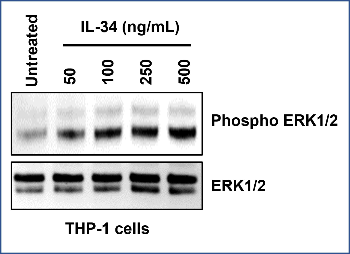 1 million THP-1 cells were seeded in a 24-well plate with serum free RPMI 1640 medium overnight. ​
Cells were treated with indicated amounts of IL-34 (HZ-1316)  for 5 min before lysis with RIPA buffer. ​
Phosphorylation ERK 1/2 (PTG #28733-1-AP) and total ERK 1/2 (PTG #11257-1-AP) antibodies were​
used to detect IL-34 induced ERK1/2 phosphorylation.