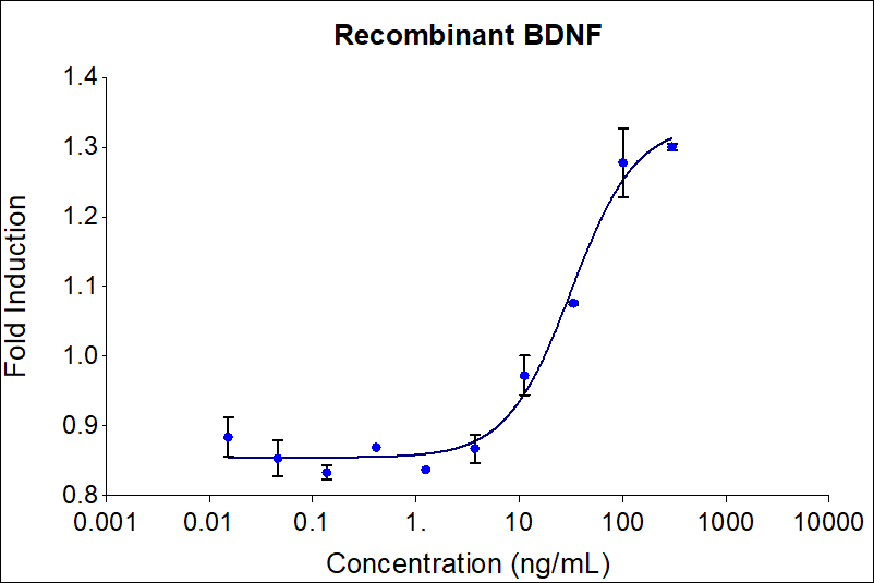 BDNF stimulates dose-dependent proliferation of the SH-SY5Y Neuroblastoma cell line. SH-SY5Y cells were treated with increasing concentrations of recombinant BDNF for 72 hours after an initial 5 day incubation with 10 μM retinoic acid. Viable cell number was quantitatively assessed by PrestoBlue® Cell Viability Reagent. The EC50 was determined using a 4-parameter non-linear regression model. The EC50 range is < 100 ng/mL.

