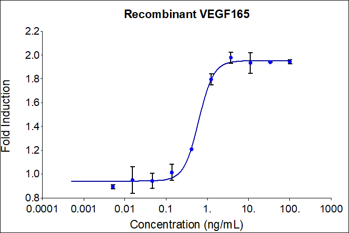 Recombinant human VEGF165 (HZ-1038) induces dose-dependent proliferation of the HUVEC (human umbilical vein endothelial) cell line. Cell number was quantitatively assessed by PrestoBlue® cell viability reagent. HUVEC cells were treated with increasing concentrations of recombinant VEGF165 for 96 hours. The EC50 was determined using a 4-parameter non-linear regression model. Activity determination was conducted in triplicate on a validated bioassay. The EC50 range is 0.3-3.75 ng/mL.