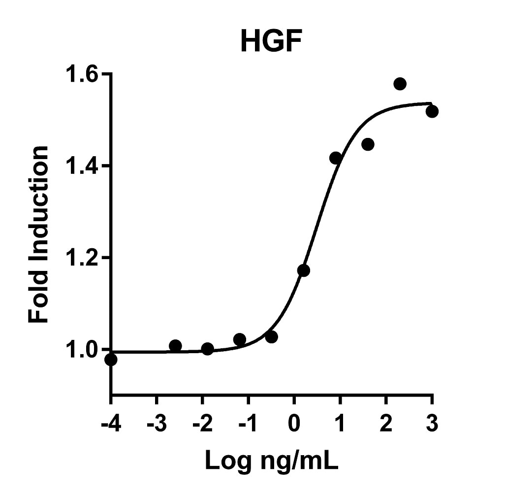 HumanKine® human HGF protein Proteintech