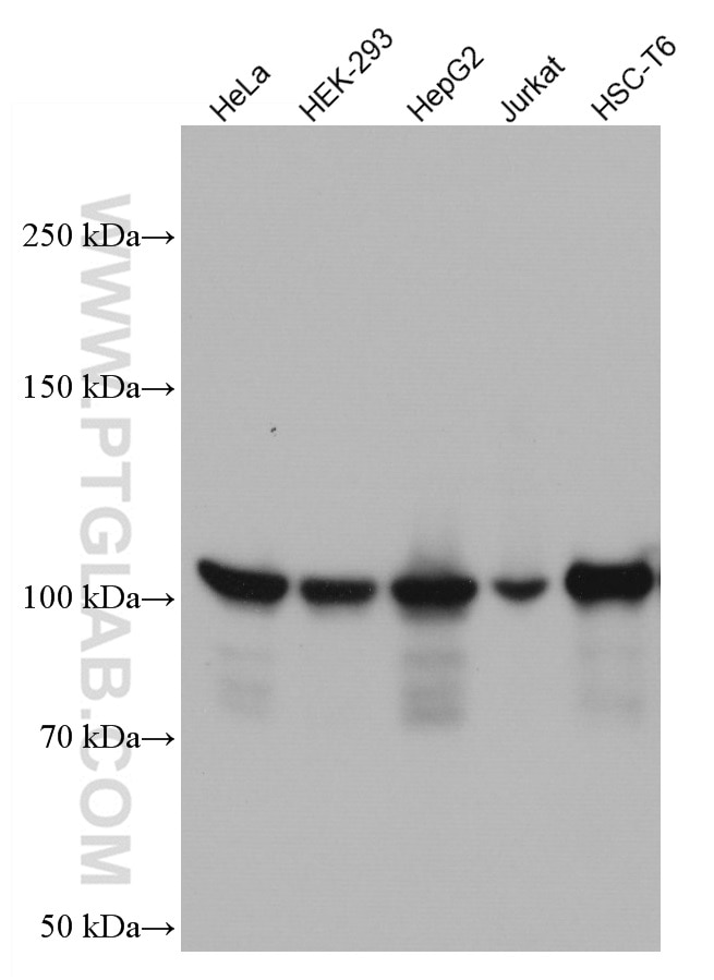 Western Blot (WB) analysis of various lysates using Alpha Actinin Monoclonal antibody (66895-1-Ig)