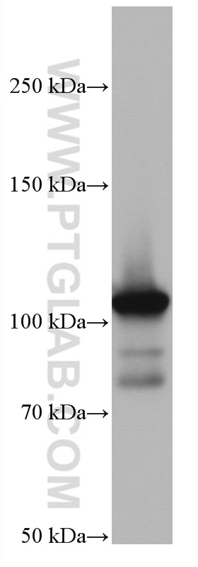 Western Blot (WB) analysis of RAW 264.7 cells using Alpha Actinin Monoclonal antibody (66895-1-Ig)