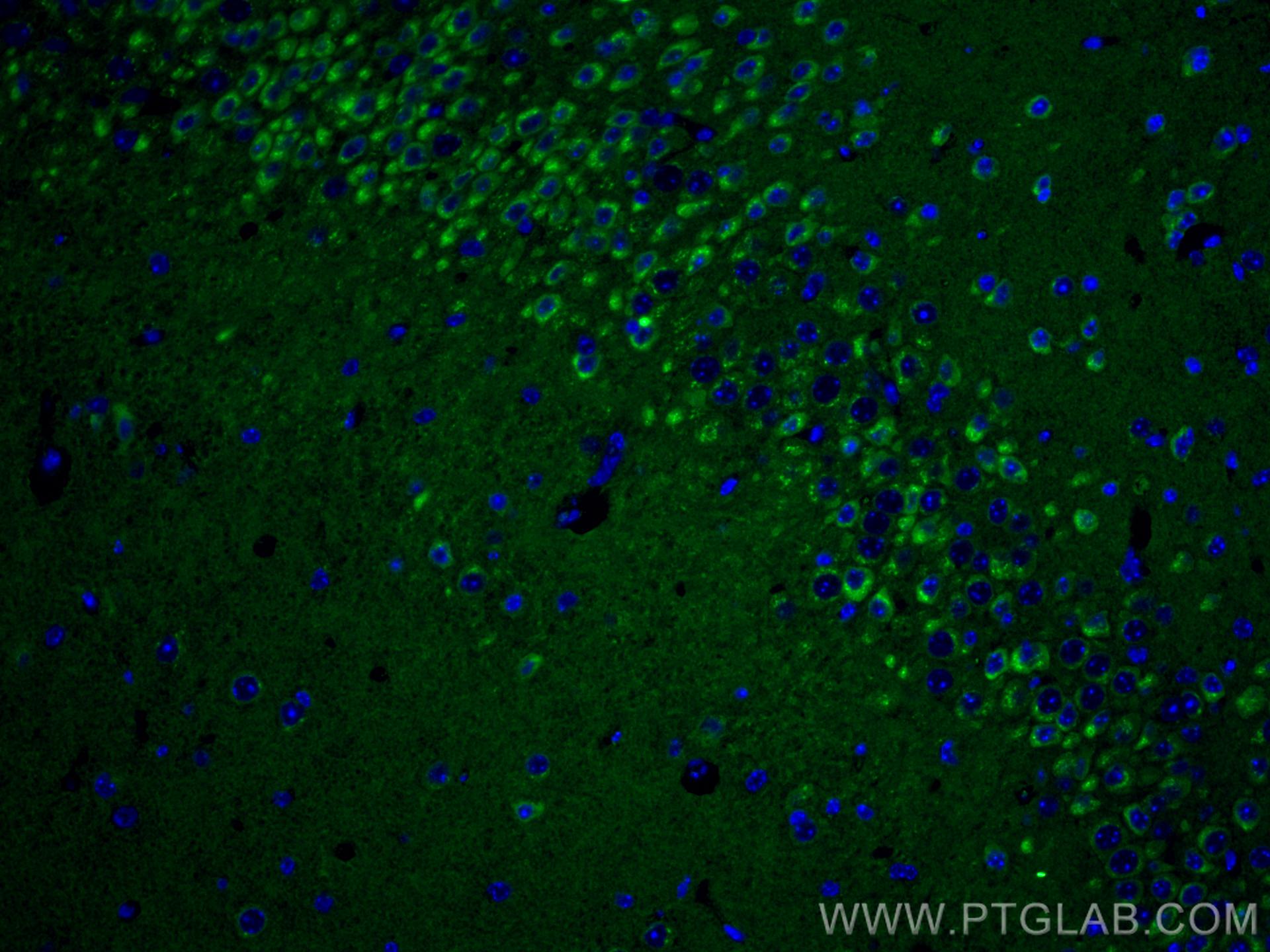 Immunofluorescence (IF) / fluorescent staining of mouse brain tissue using Alpha SNAP Monoclonal antibody (67323-1-Ig)