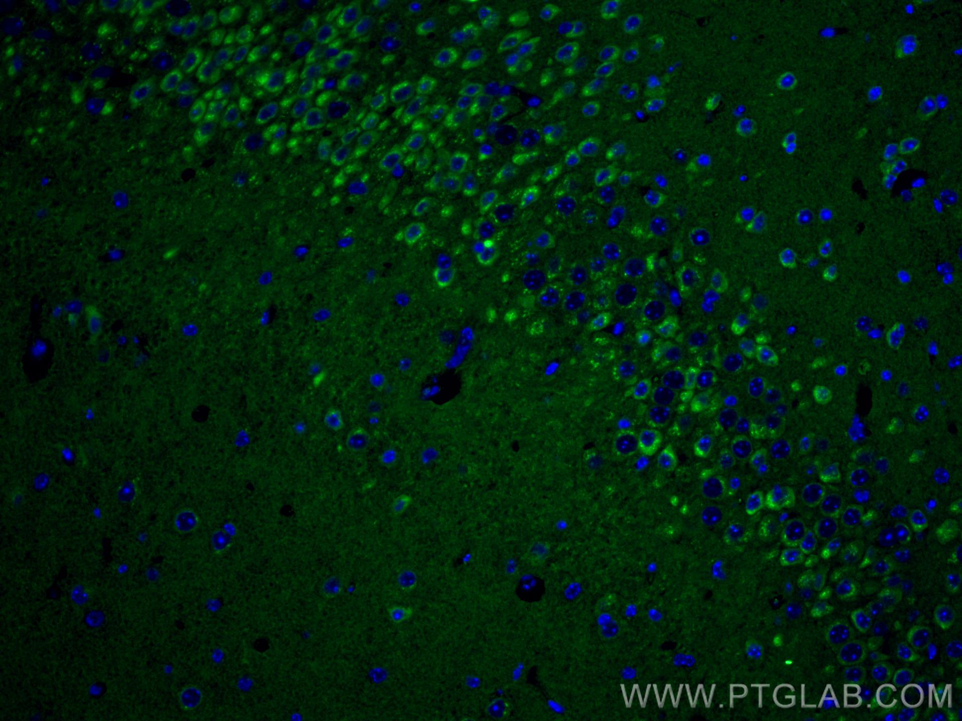 Immunofluorescence (IF) / fluorescent staining of mouse brain tissue using Alpha SNAP Monoclonal antibody (67323-1-Ig)