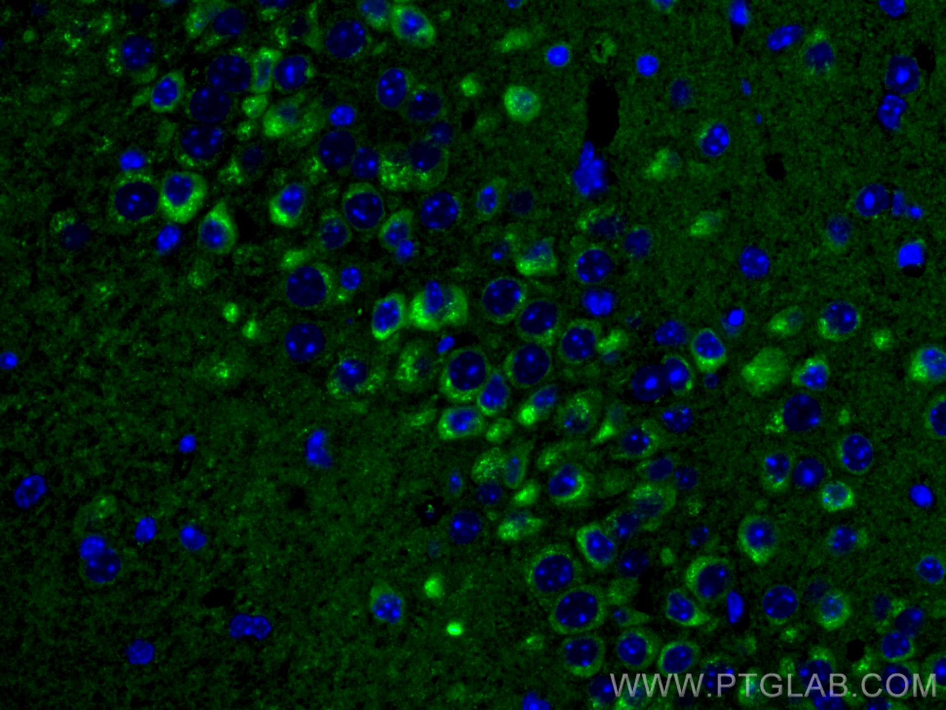 Immunofluorescence (IF) / fluorescent staining of mouse brain tissue using Alpha SNAP Monoclonal antibody (67323-1-Ig)