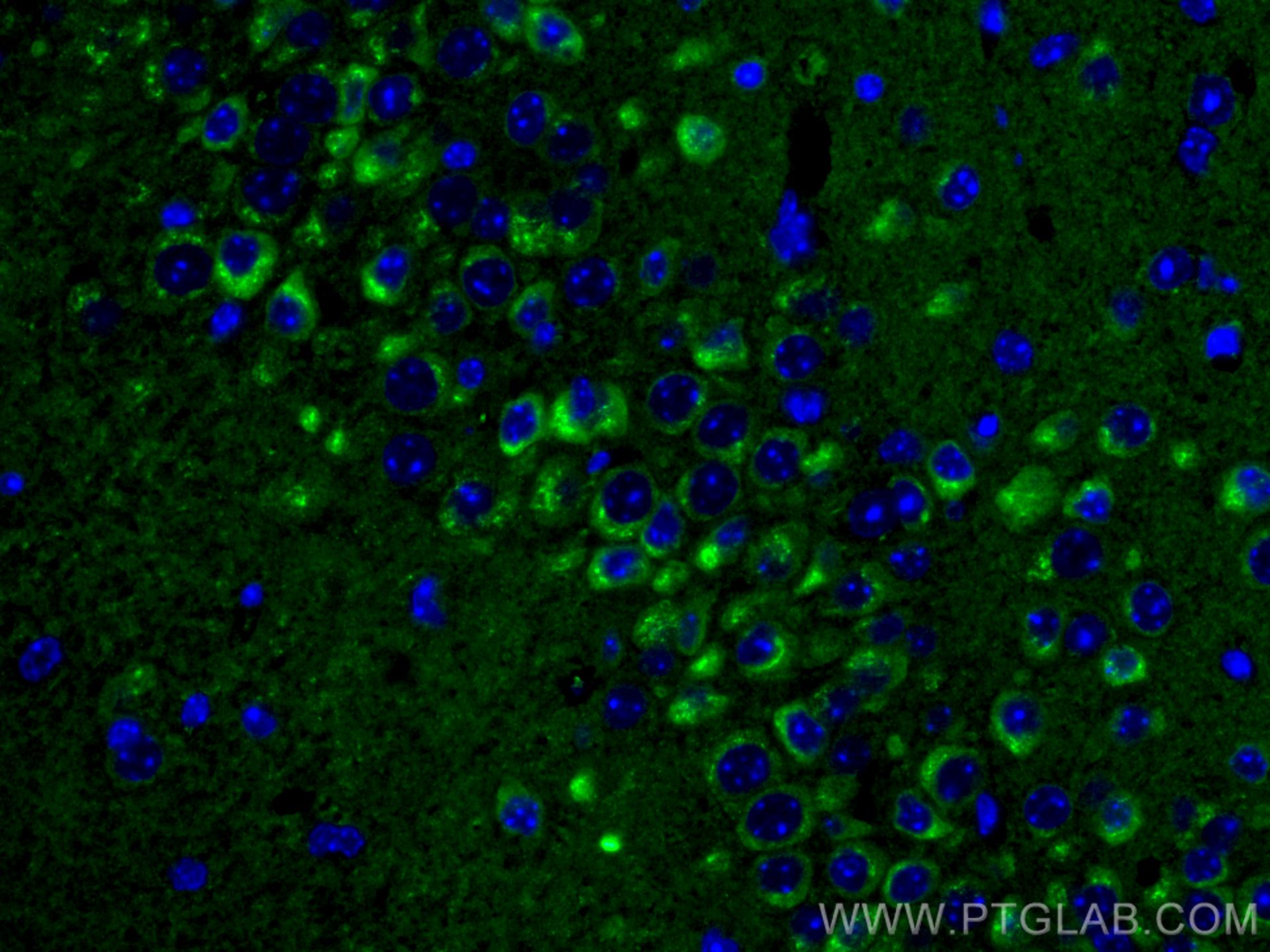 Immunofluorescence (IF) / fluorescent staining of mouse brain tissue using Alpha SNAP Monoclonal antibody (67323-1-Ig)