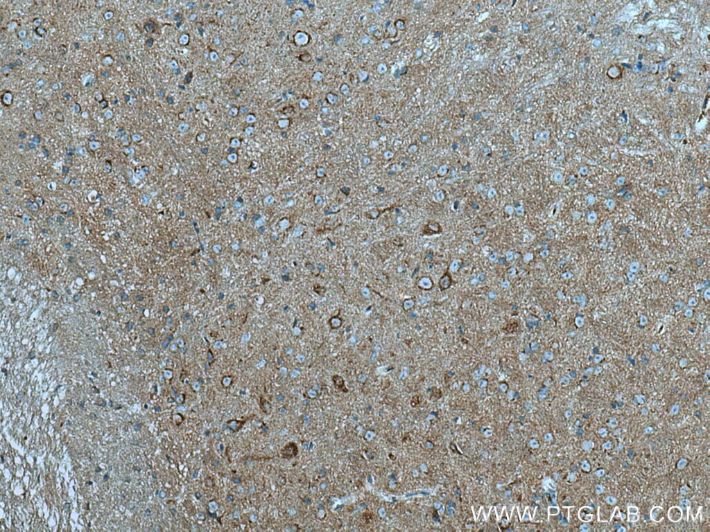 Immunohistochemistry (IHC) staining of mouse cerebellum tissue using Alpha SNAP Monoclonal antibody (67323-1-Ig)