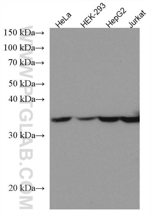 Western Blot (WB) analysis of various lysates using Alpha SNAP Monoclonal antibody (67323-1-Ig)