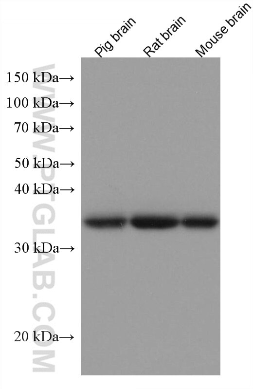 Western Blot (WB) analysis of various lysates using Alpha SNAP Monoclonal antibody (67323-1-Ig)
