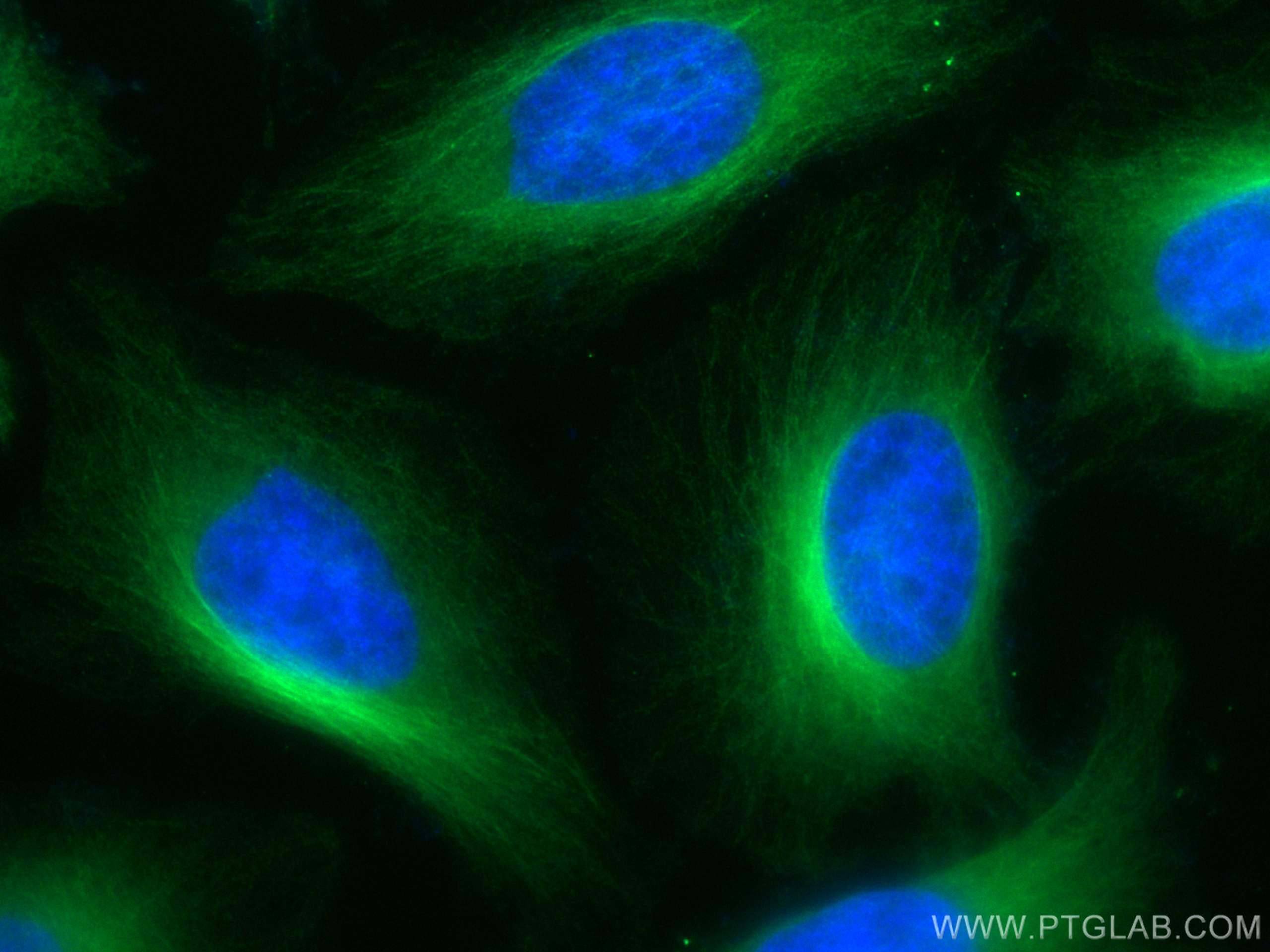 Immunofluorescence (IF) / fluorescent staining of HeLa cells using CoraLite® Plus 488-conjugated Alpha Tubulin Monocl (CL488-66031)