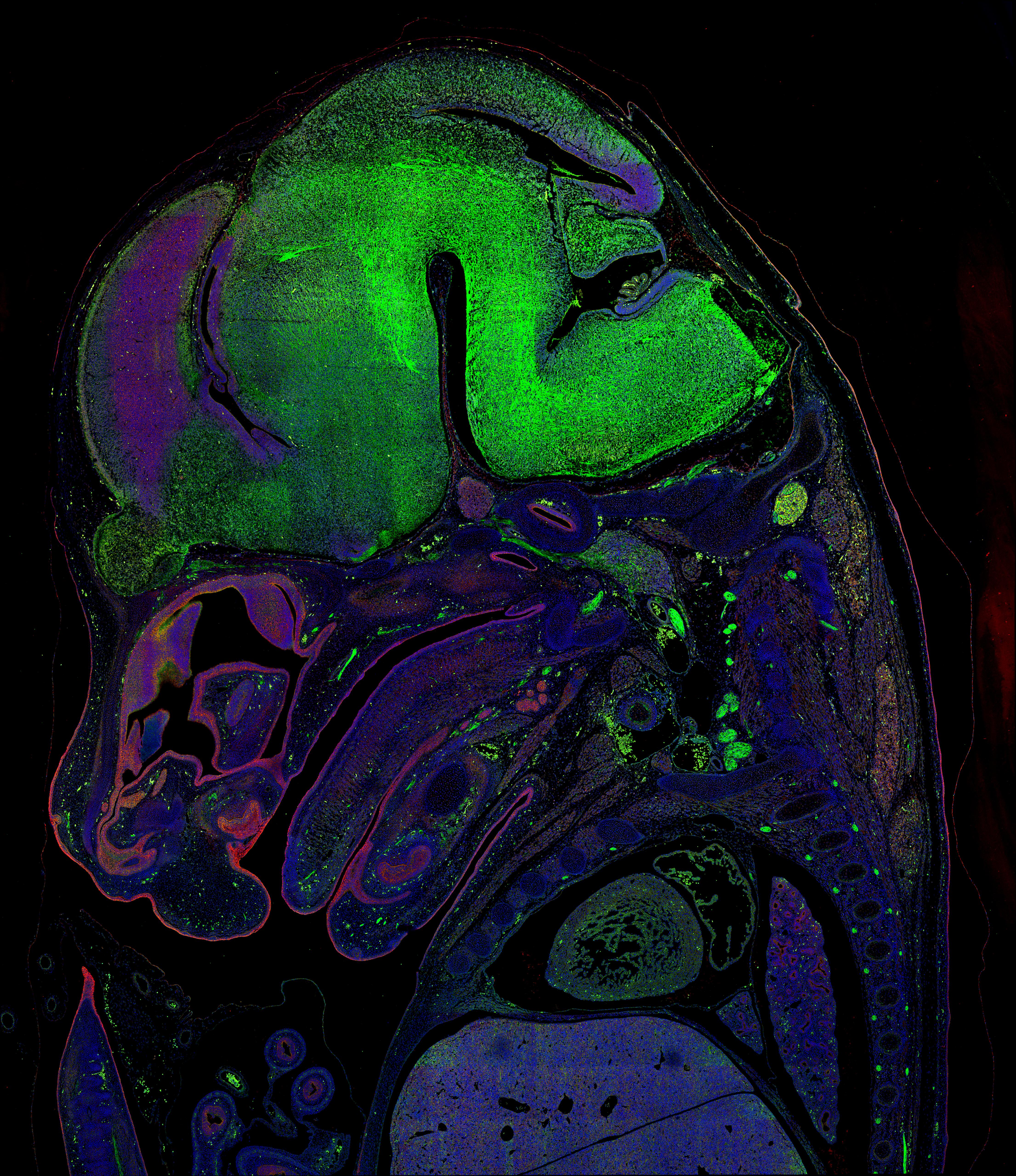 Immunofluorescence (IF) / fluorescent staining of mouse embryo tissue using CoraLite® Plus 488-conjugated Alpha Tubulin Monocl (CL488-66031)