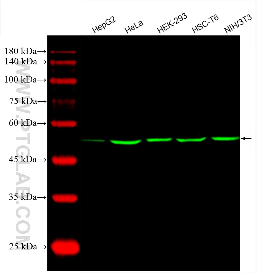 Western Blot (WB) analysis of various lysates using CoraLite® Plus 488-conjugated Alpha Tubulin Monocl (CL488-66031)