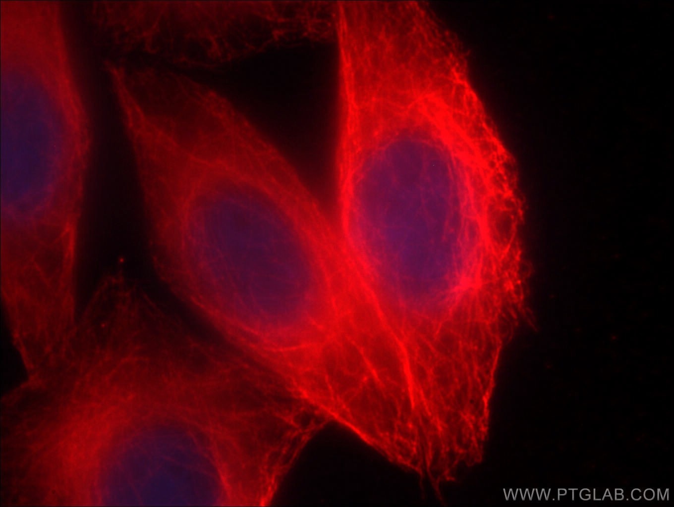 Immunofluorescence (IF) / fluorescent staining of HepG2 cells using CoraLite®594-conjugated Alpha Tubulin Monoclonal a (CL594-66031)