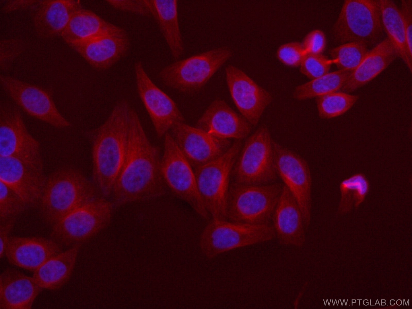 Immunofluorescence (IF) / fluorescent staining of HepG2 cells using CoraLite®594-conjugated Alpha Tubulin Monoclonal a (CL594-66031)