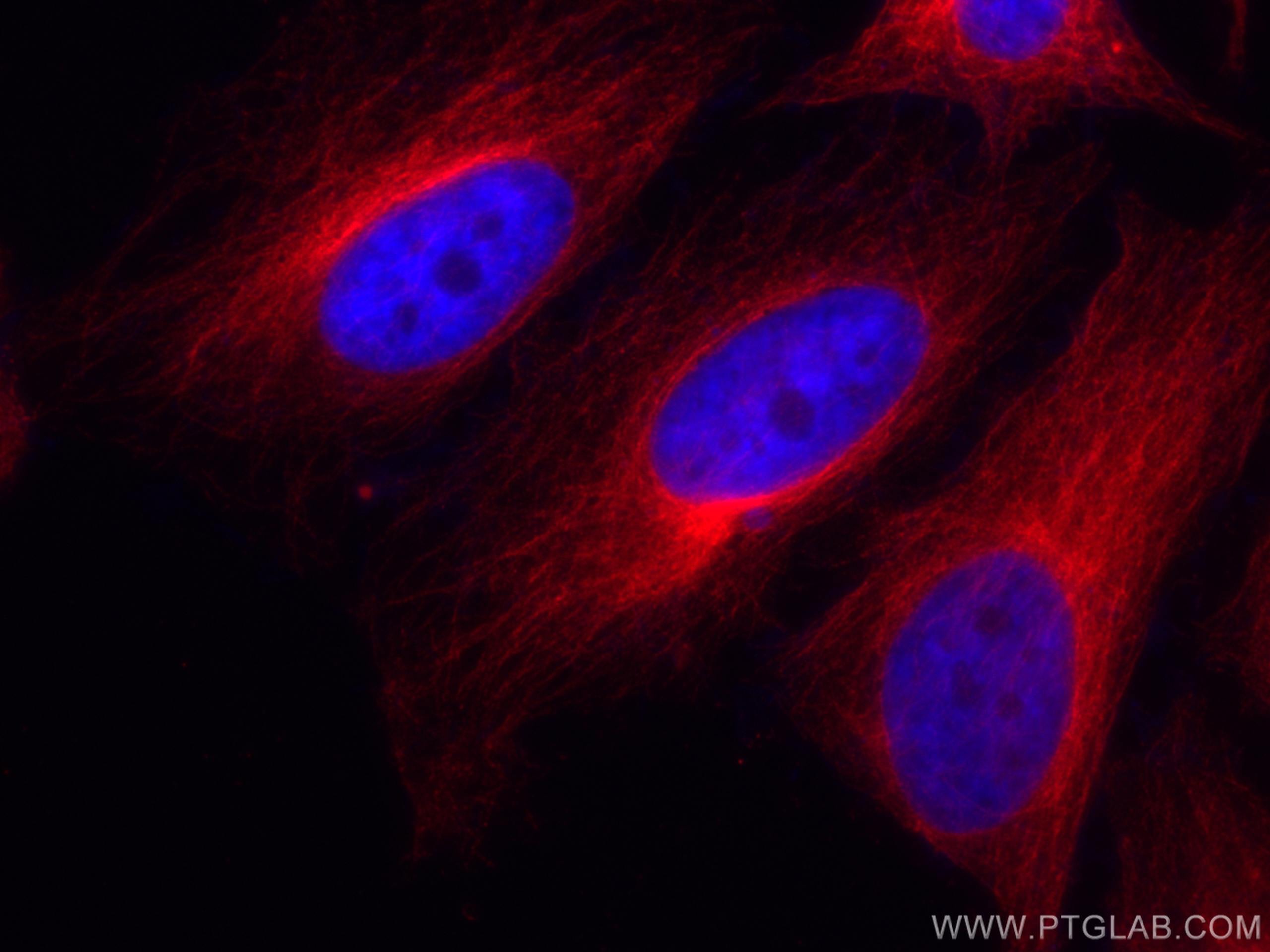 Immunofluorescence (IF) / fluorescent staining of HeLa cells using CoraLite®594-conjugated Alpha Tubulin Monoclonal a (CL594-66031)