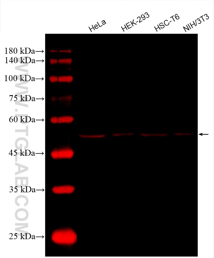 Western Blot (WB) analysis of various lysates using CoraLite®594-conjugated Alpha Tubulin Monoclonal a (CL594-66031)