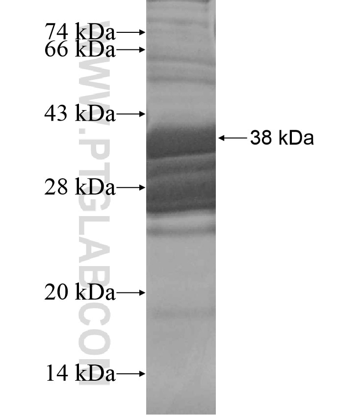 atg8 fusion protein Ag17582 SDS-PAGE