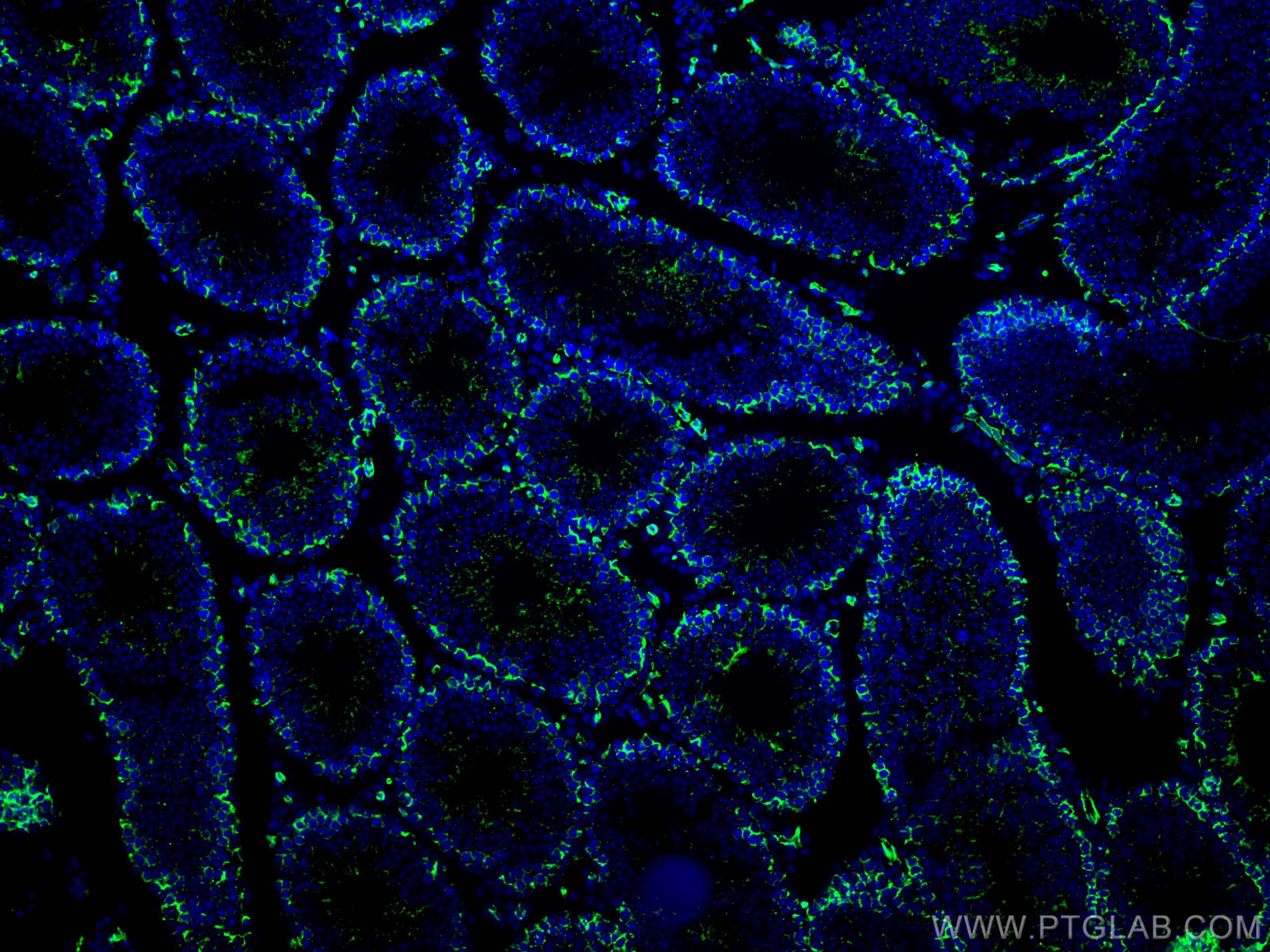 Immunofluorescence (IF) / fluorescent staining of mouse testis tissue using Beta Catenin Polyclonal antibody (51067-2-AP)