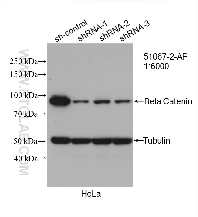 Western Blot (WB) analysis of HeLa cells using Beta Catenin Polyclonal antibody (51067-2-AP)