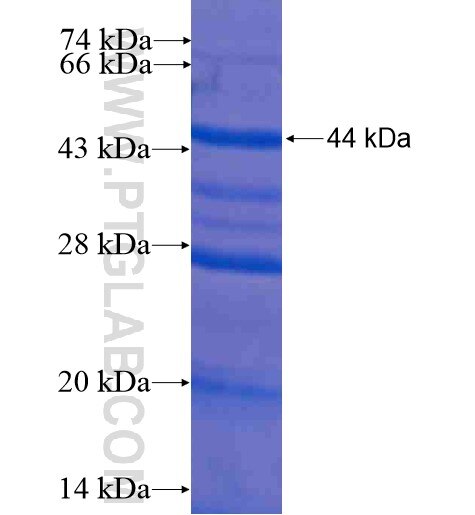 B-catenin fusion protein Ag11858 SDS-PAGE