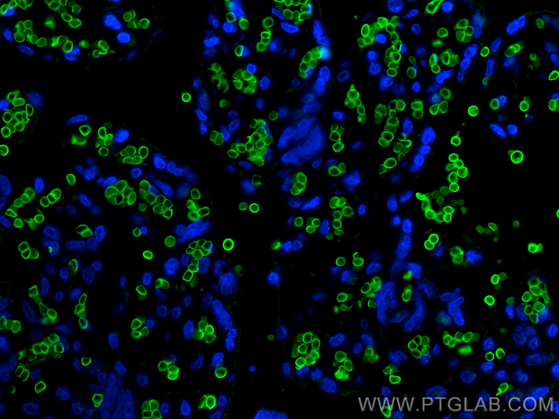 Immunofluorescence (IF) / fluorescent staining of human placenta tissue using Band 3/AE 1 Monoclonal antibody (66984-1-Ig)