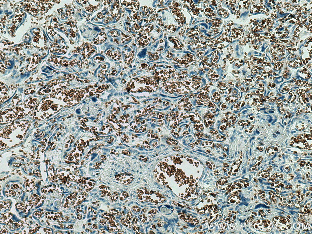 Immunohistochemistry (IHC) staining of human placenta tissue using band 3/ AE1 Monoclonal antibody (66984-1-Ig)