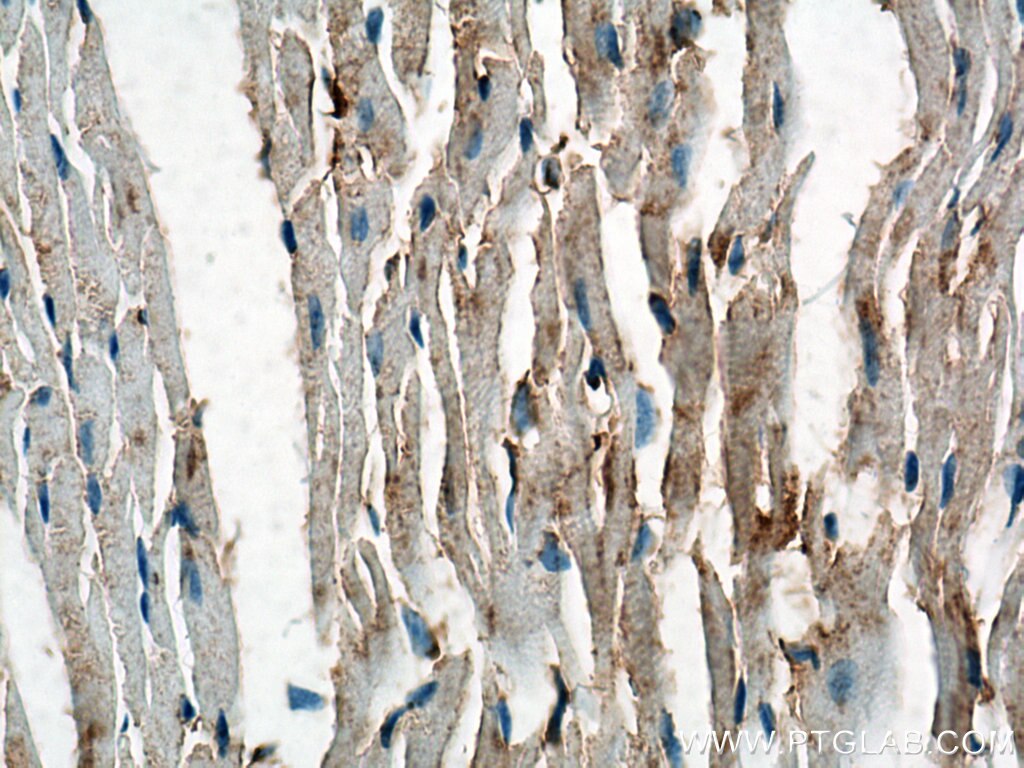 Immunohistochemistry (IHC) staining of mouse heart tissue using Biotin-conjugated Beta Actin Monoclonal antibody (Biotin-60008)