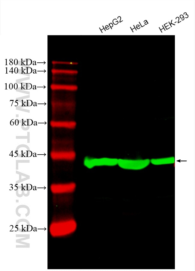 Western Blot (WB) analysis of various lysates using CoraLite® Plus 488-conjugated Beta Actin Monoclona (CL488-60008)