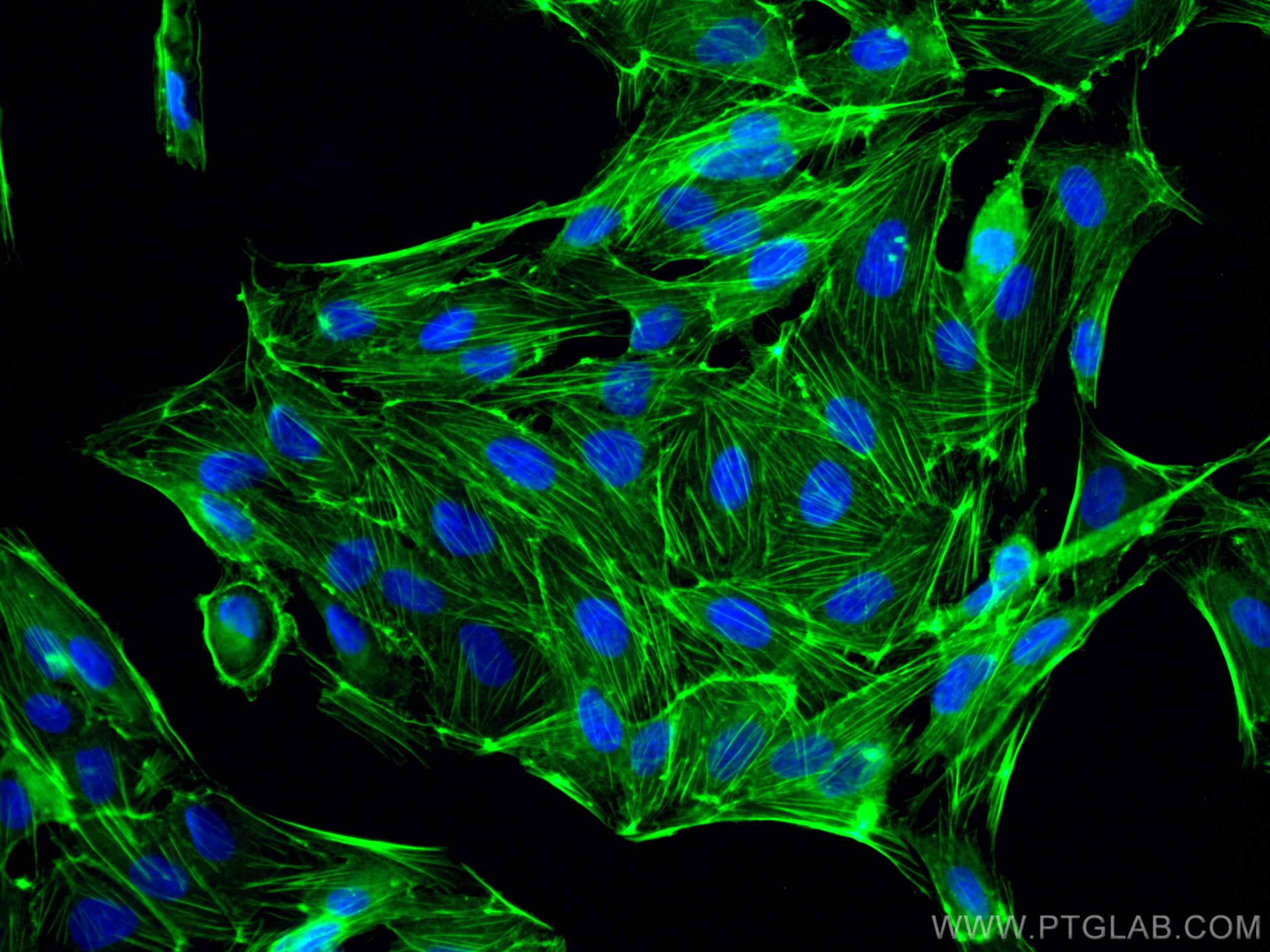 Immunofluorescence (IF) / fluorescent staining of MDCK cells using CoraLite® Plus 488-conjugated Beta Actin Monoclona (CL488-66009)