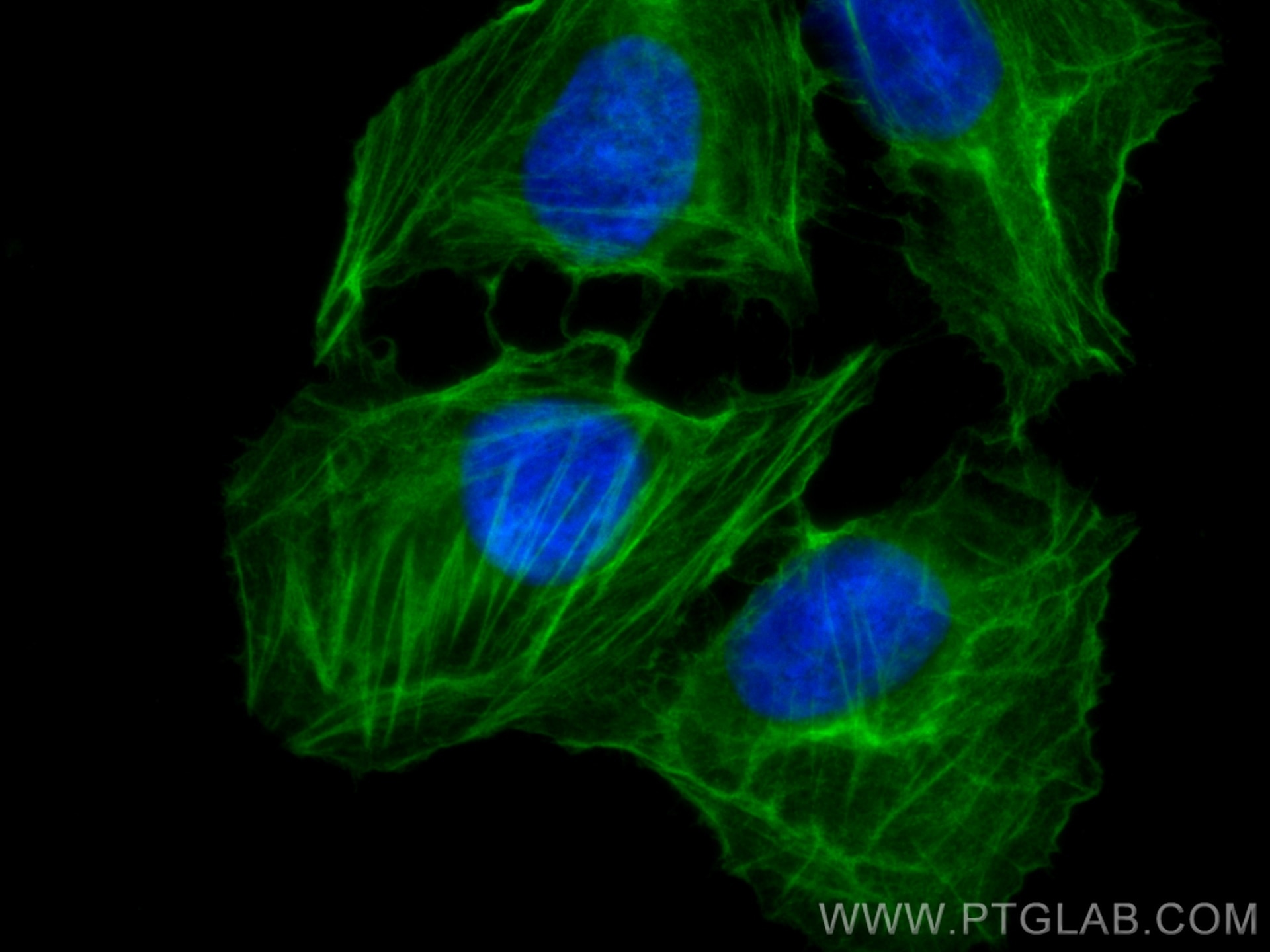 Immunofluorescence (IF) / fluorescent staining of U2OS cells using CoraLite® Plus 488-conjugated Beta Actin Monoclona (CL488-66009)