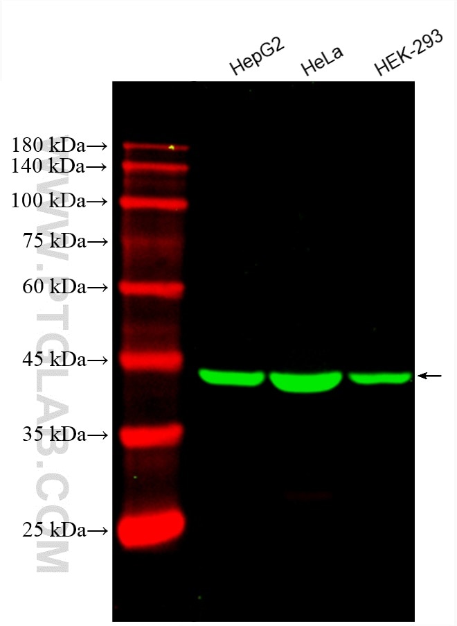 Western Blot (WB) analysis of various lysates using CoraLite® Plus 488-conjugated Beta Actin Monoclona (CL488-66009)