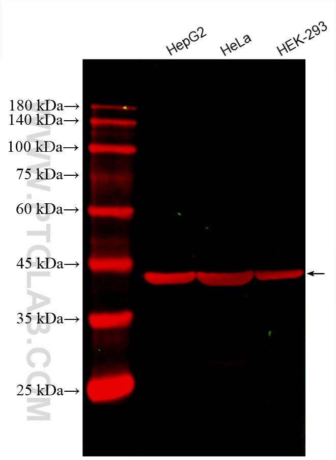 Western Blot (WB) analysis of various lysates using CoraLite®594-conjugated Beta Actin Monoclonal anti (CL594-60008)