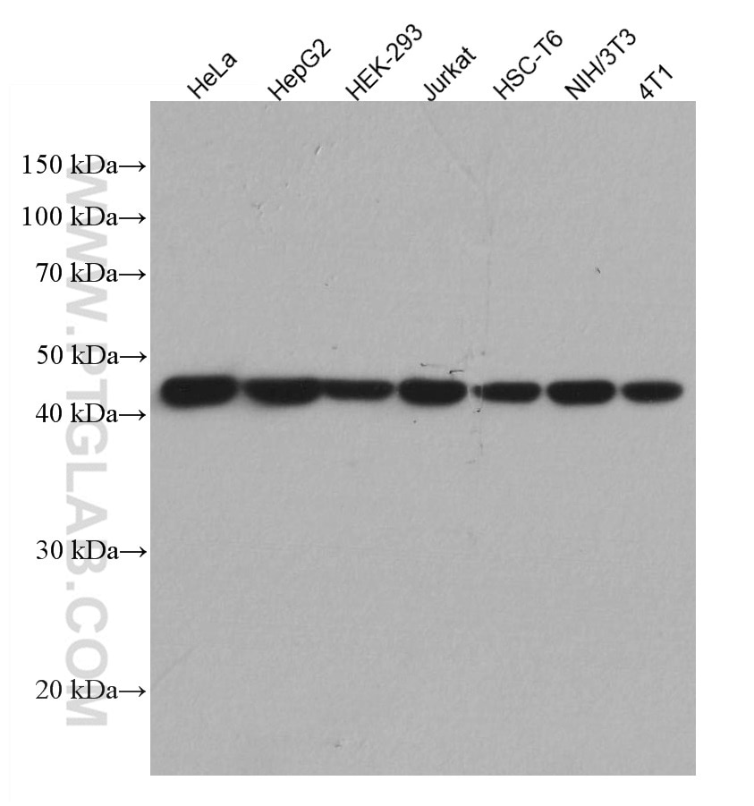 Western Blot (WB) analysis of various lysates using HRP-conjugated Beta Actin Monoclonal antibody (HRP-66009)