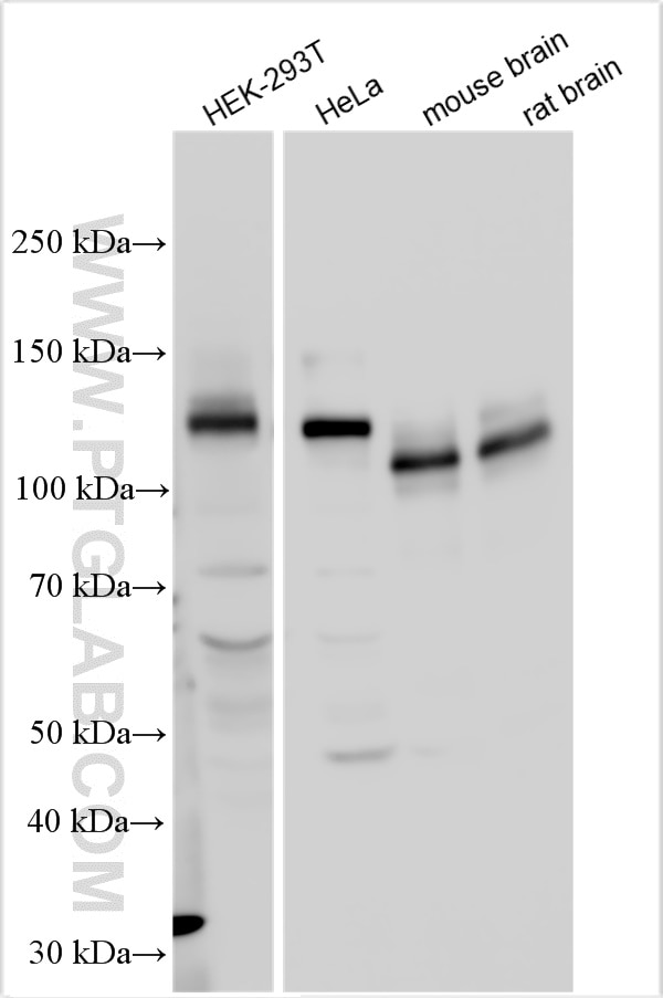 WB analysis using 27320-1-AP