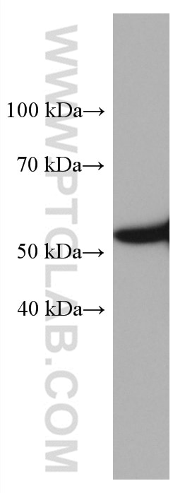 Western Blot (WB) analysis of HeLa cells using Beta Arrestin 1 Monoclonal antibody (67580-1-Ig)