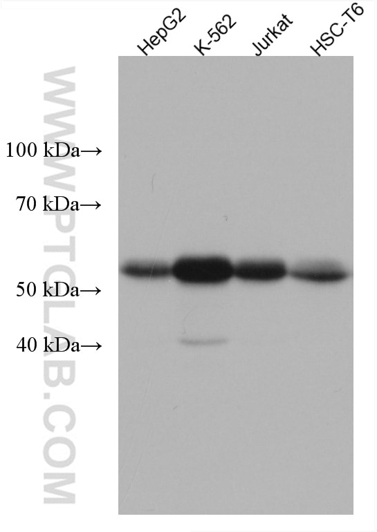 Western Blot (WB) analysis of various lysates using Beta Arrestin 1 Monoclonal antibody (67580-1-Ig)
