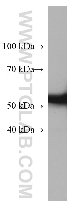 Western Blot (WB) analysis of NIH/3T3 cells using Beta Arrestin 1 Monoclonal antibody (67580-1-Ig)