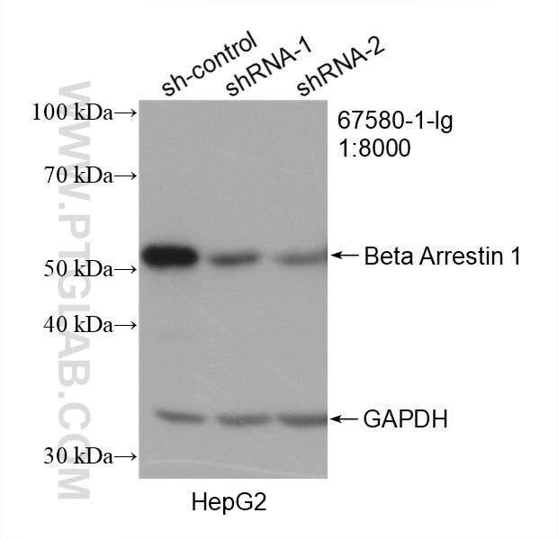 Western Blot (WB) analysis of HepG2 cells using Beta Arrestin 1 Monoclonal antibody (67580-1-Ig)