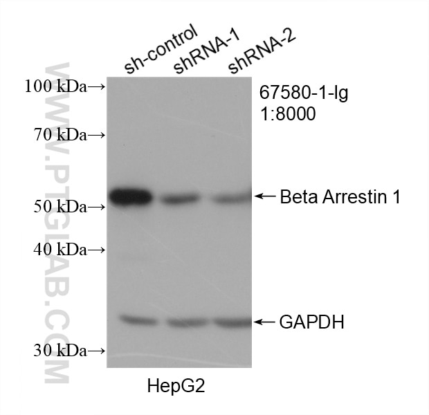 WB analysis of HepG2 using 67580-1-Ig