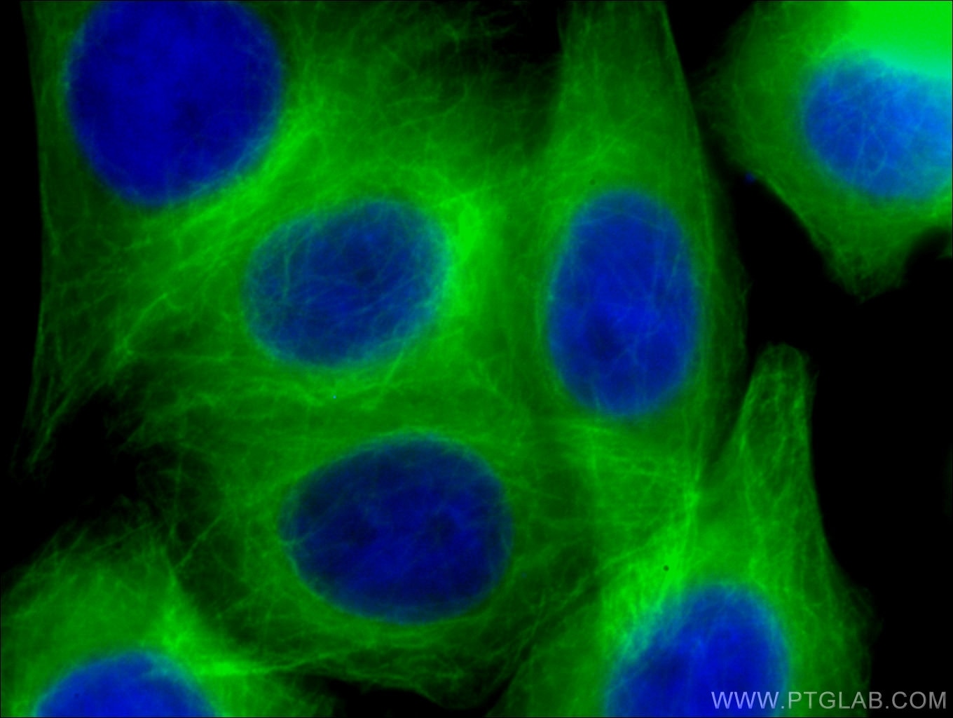 Immunofluorescence (IF) / fluorescent staining of HepG2 cells using CoraLite® Plus 488-conjugated Beta Tubulin Monoclo (CL488-66240)