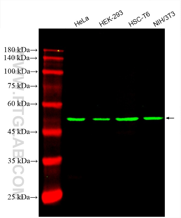 Western Blot (WB) analysis of various lysates using CoraLite® Plus 488-conjugated Beta Tubulin Monoclo (CL488-66240)