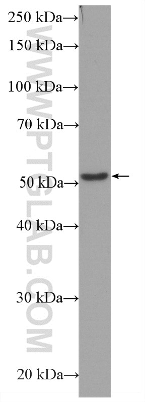 Western Blot (WB) analysis of HeLa cells using HRP-conjugated Beta Tubulin Monoclonal antibody (HRP-66240)