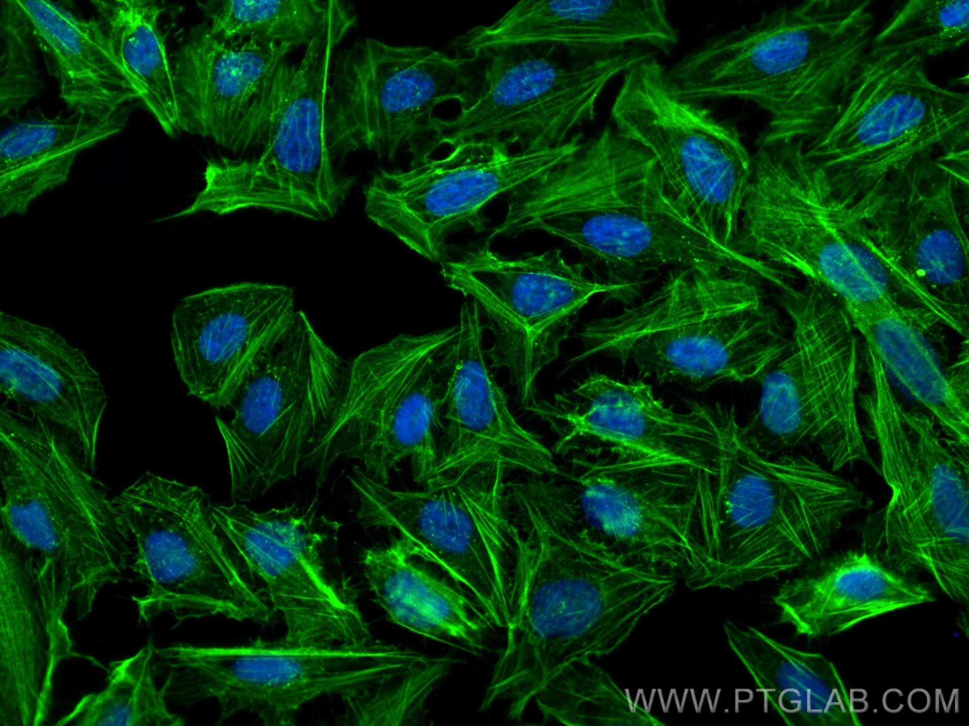 Immunofluorescence (IF) / fluorescent staining of U2OS cells using Beta Actin Recombinant antibody (81115-1-RR)