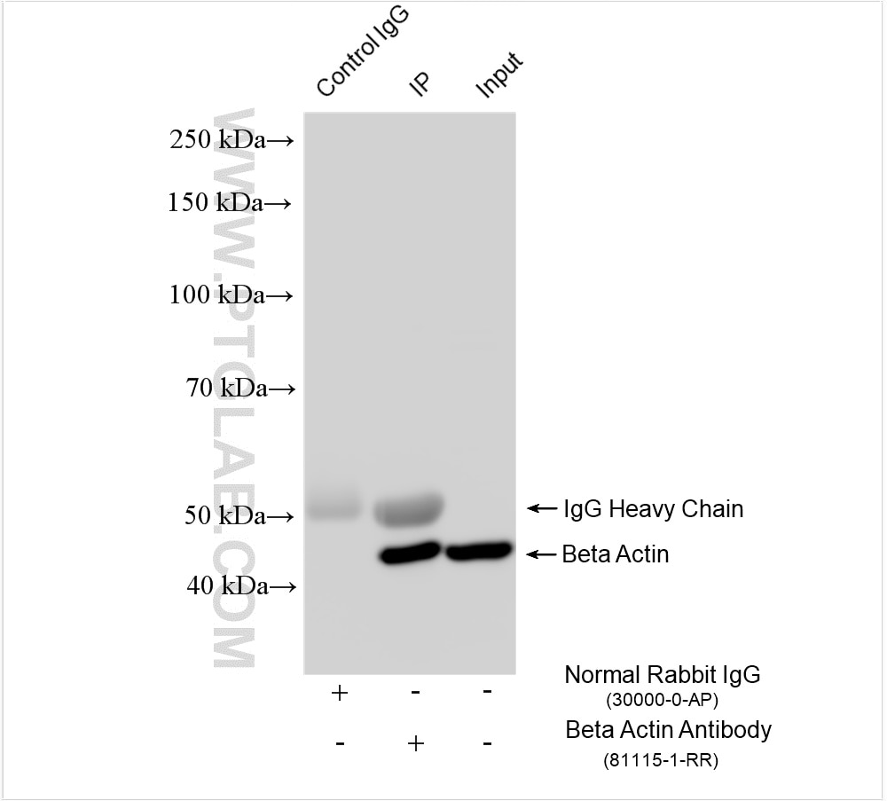 Immunoprecipitation (IP) experiment of HeLa cells using Beta Actin Recombinant antibody (81115-1-RR)
