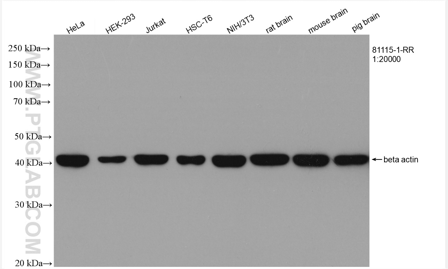 Western Blot (WB) analysis of various lysates using Beta Actin Recombinant antibody (81115-1-RR)